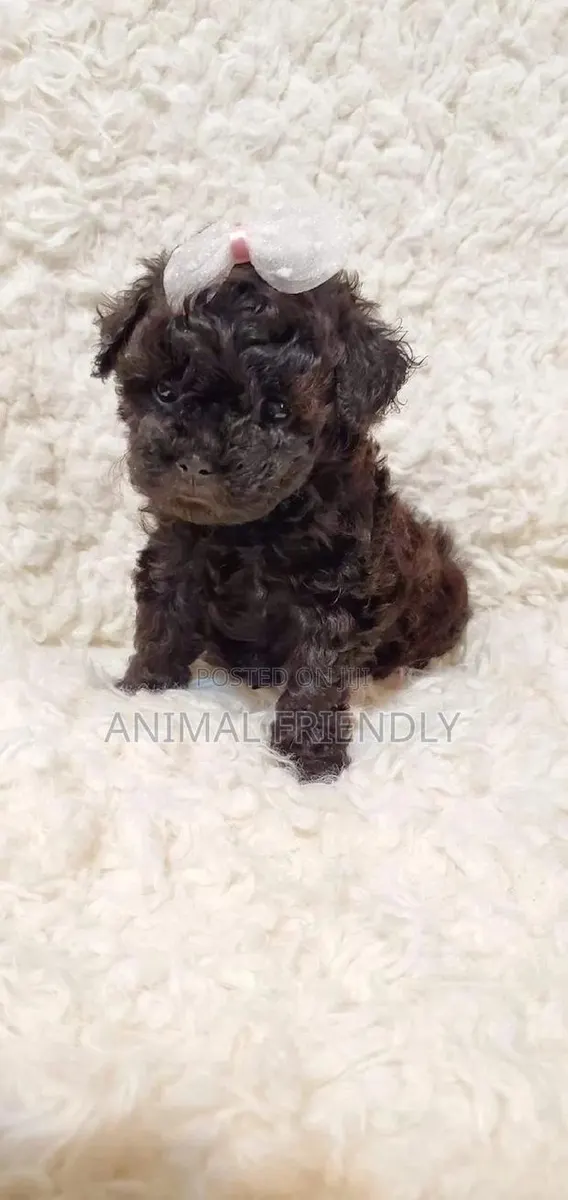 1-3 months Female Purebred Poodle · Photo 1