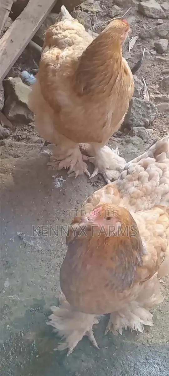 Two Matured Female Brahma · Photo 3