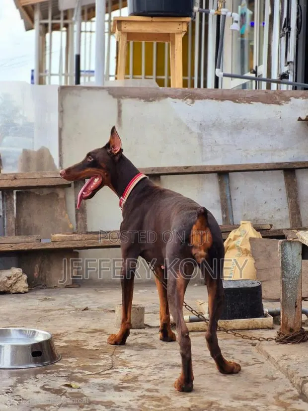 1+ year Female Purebred Doberman Pinscher · Photo 1