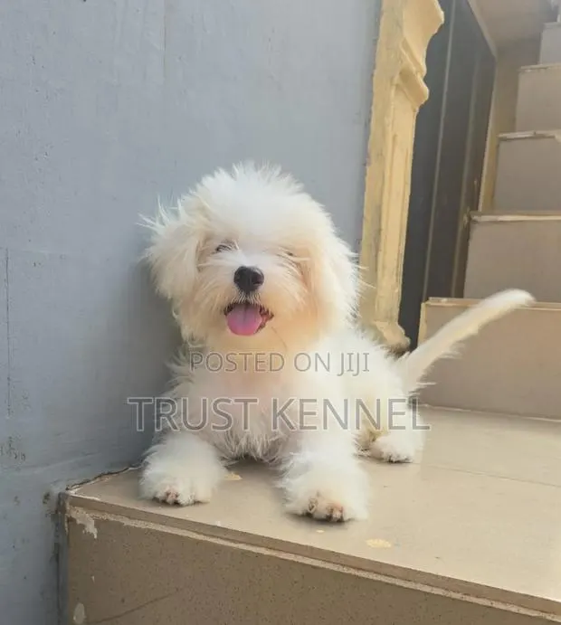 1-3 months Female Purebred Maltese · Photo 1