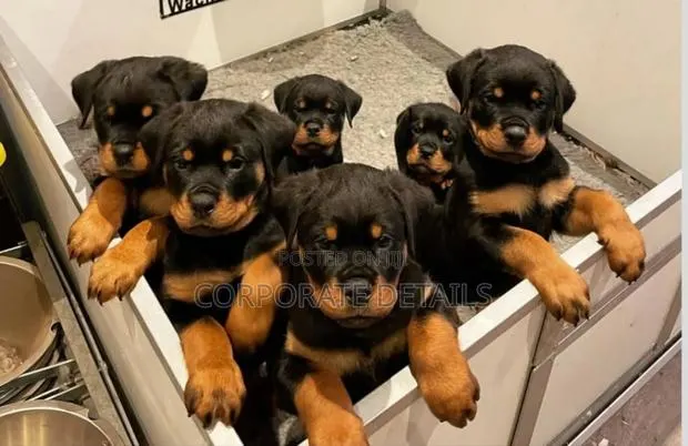 1-3 months Male Purebred Rottweiler · Photo 1