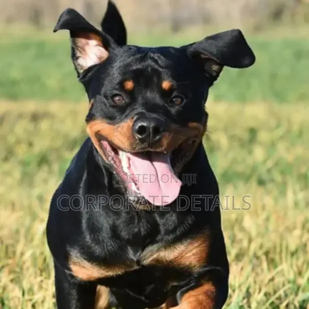 3-6 months Male Purebred Rottweiler · Photo 1