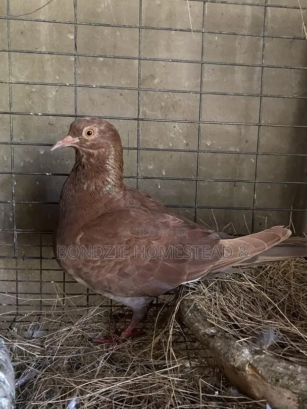 Red Pigeon · Photo 1