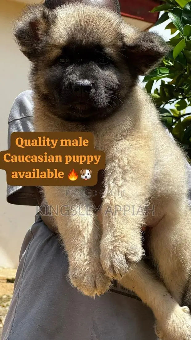 1-3 months Male Purebred Caucasian Shepherd · Photo 1