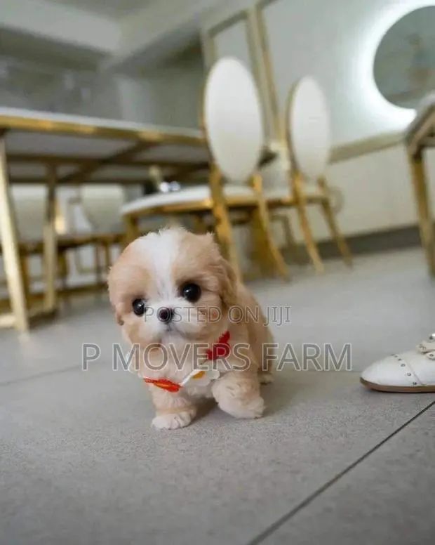 1-3 months Male Purebred Poodle · Photo 1