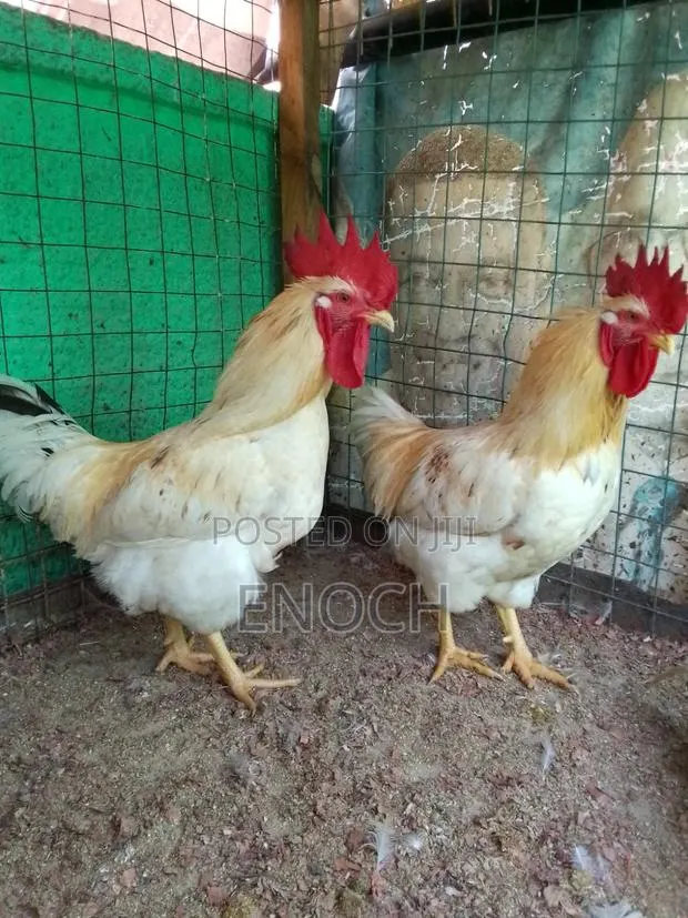 I Sell Organic Chicken · Photo 1