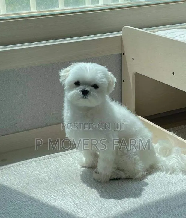 1-3 months Male Purebred Poodle · Photo 1