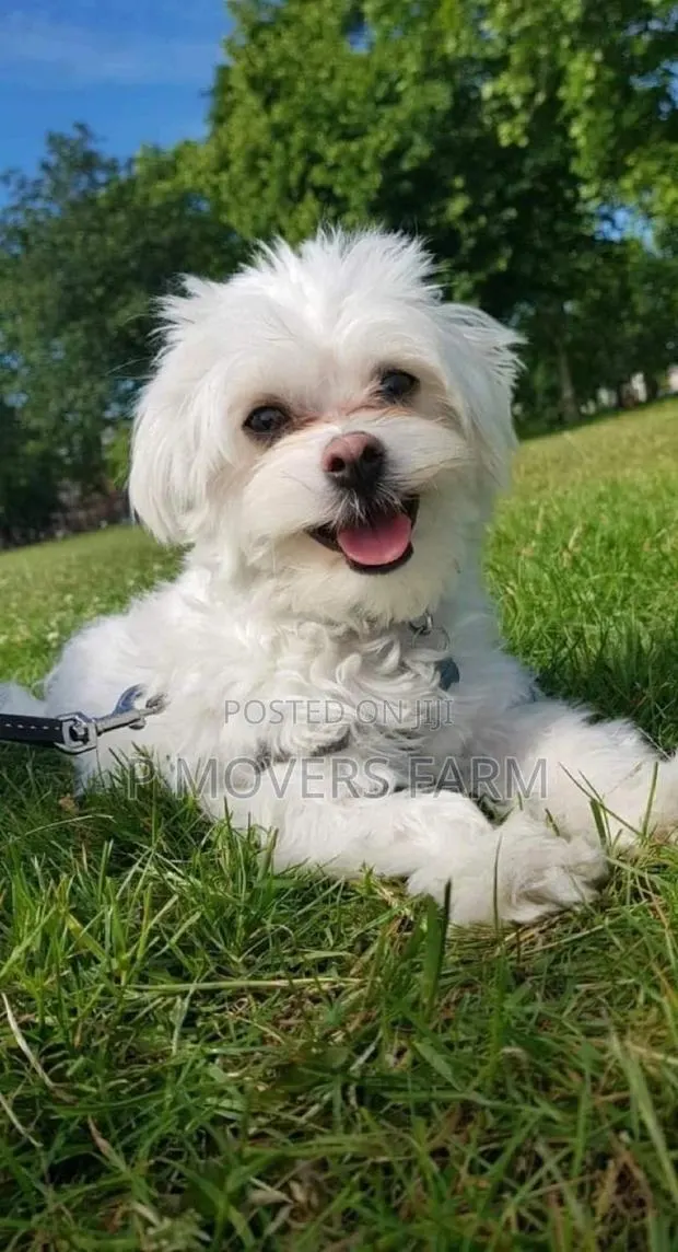 1-3 months Male Purebred Maltese · Photo 1