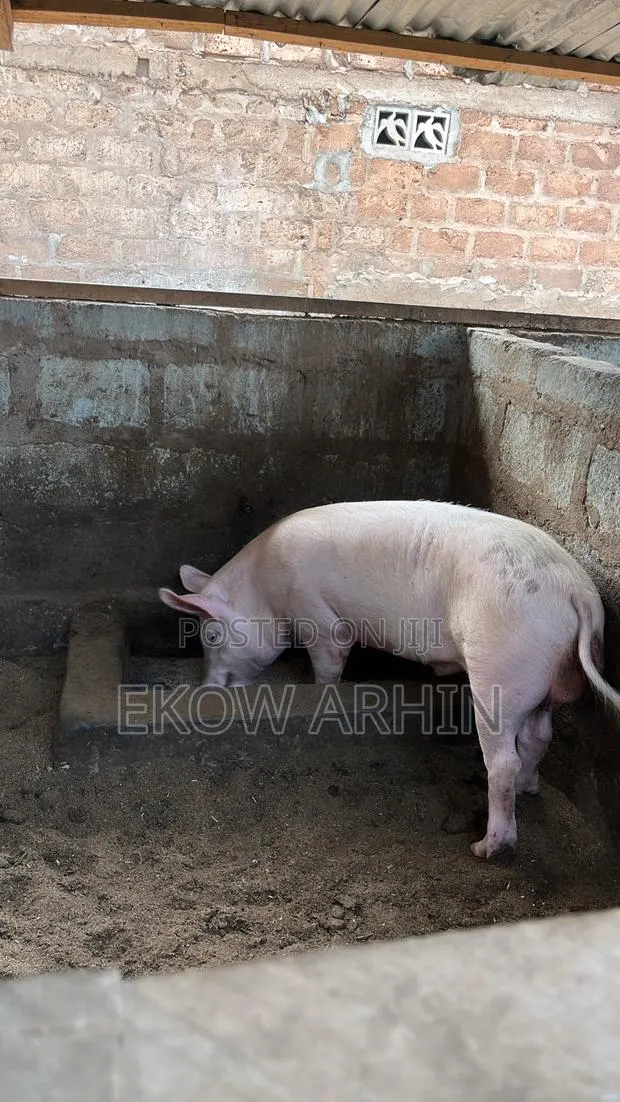 Premium Pork, Raised Right – Pork Ghetto · Photo 1