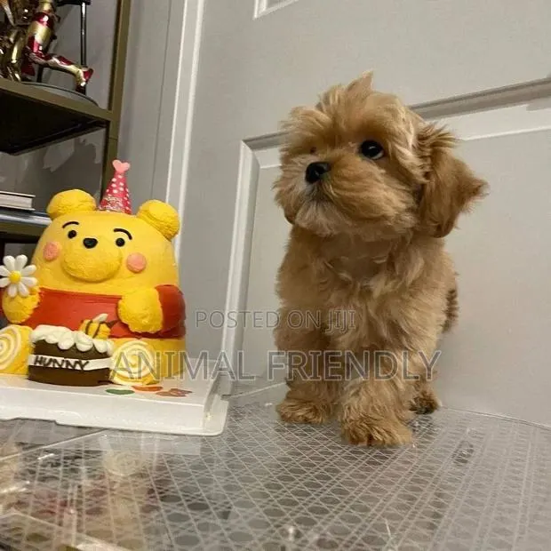 1-3 months Male Purebred Poodle · Photo 1