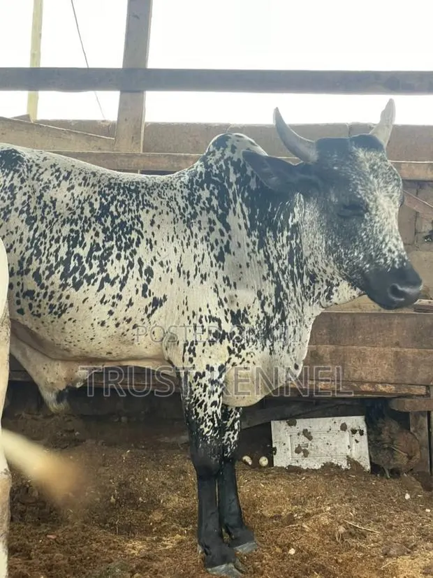 Healthy Cows · Photo 2