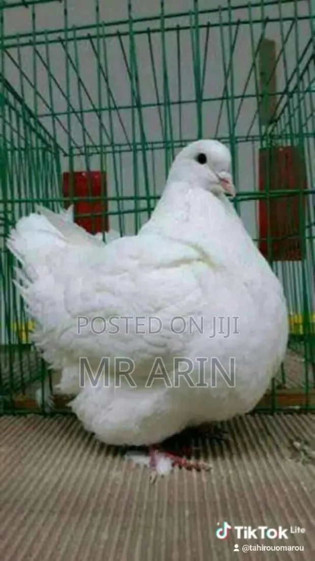 Mondaine Pigeon · Photo 1