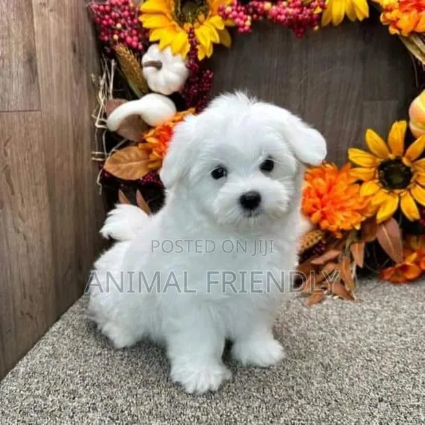 1-3 months Male Purebred Poodle · Photo 1