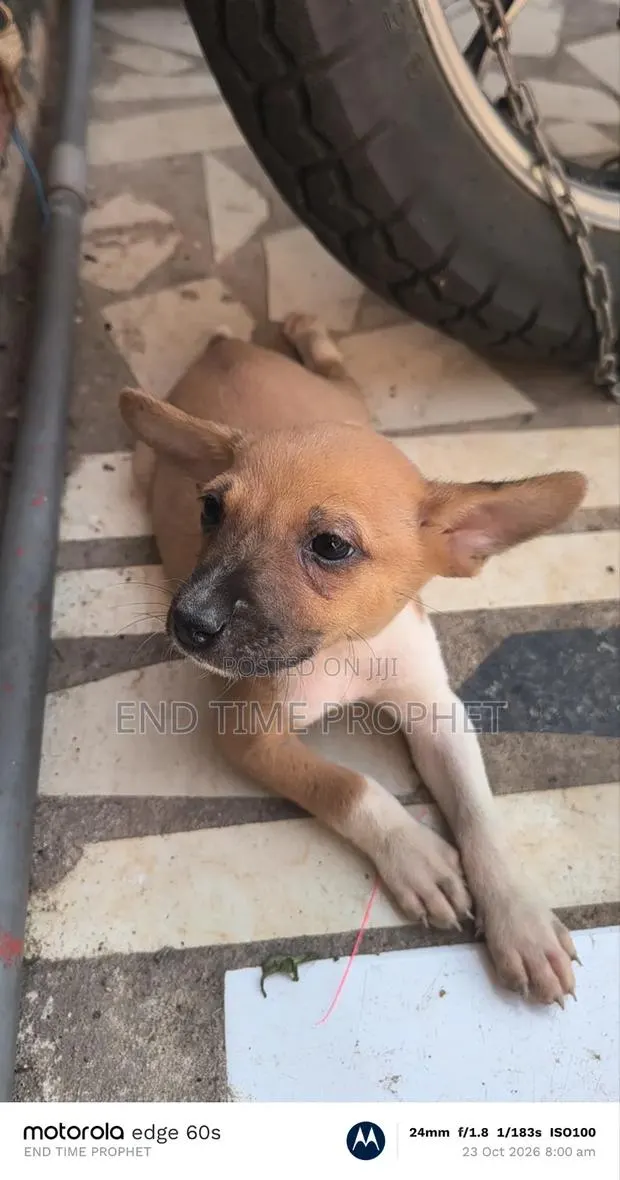 1-3 months Female Mixed Breed Dog · Photo 1