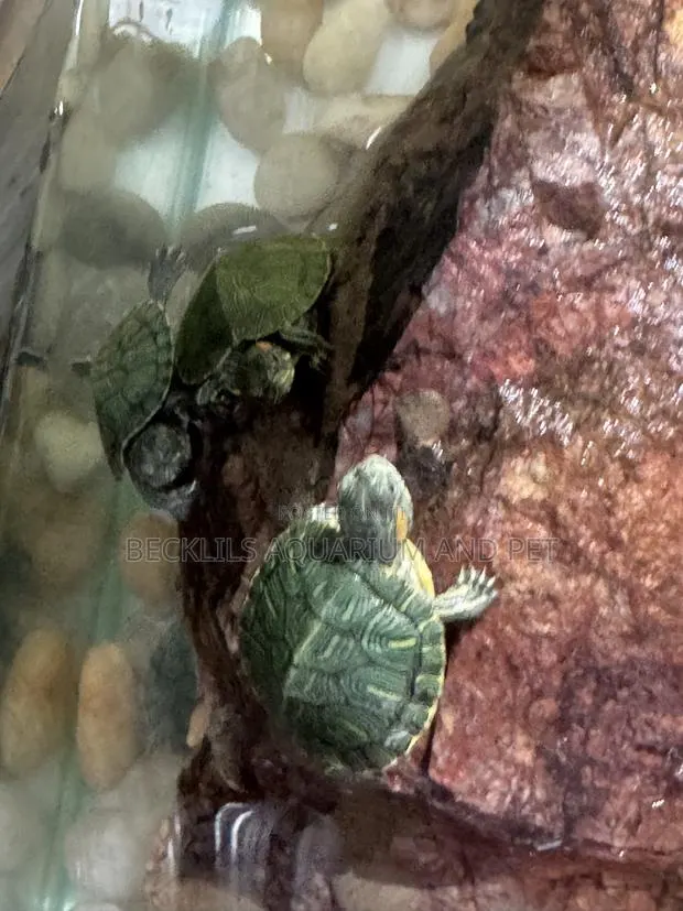 Aquarium Turtles · Photo 2