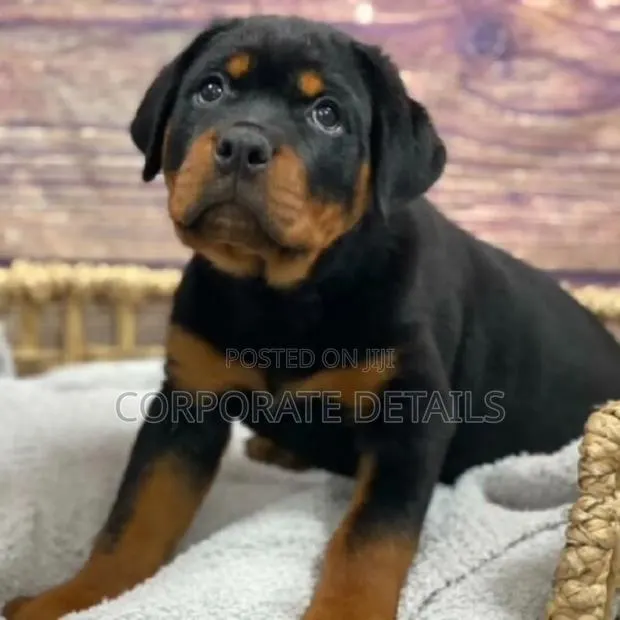 1-3 months Male Purebred Rottweiler · Photo 1