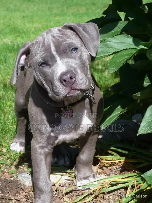 1-3 months Male Purebred American Pit Bull Terrier · Photo 1