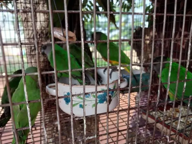 I Have Senegalese, Love Bird and Long Tail for Sale · Photo 1