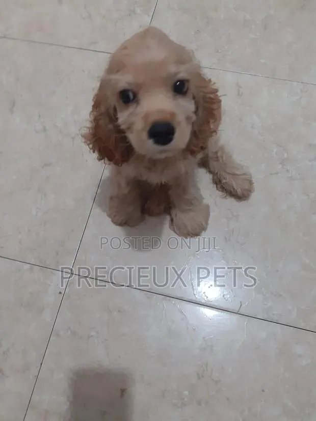 1-3 Months Male Purebred Cocker Spaniel · Photo 1