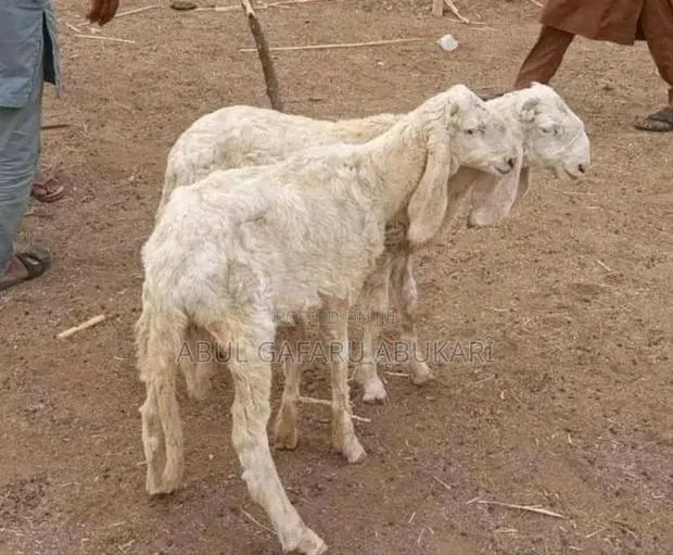 Long Balami Sheep · Photo 1