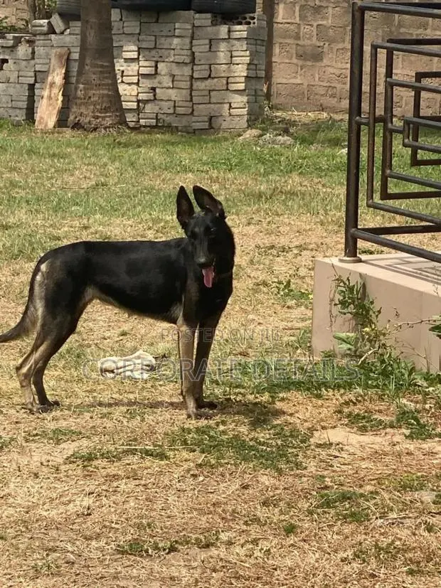 3-6 months Male Purebred German Shepherd · Photo 1