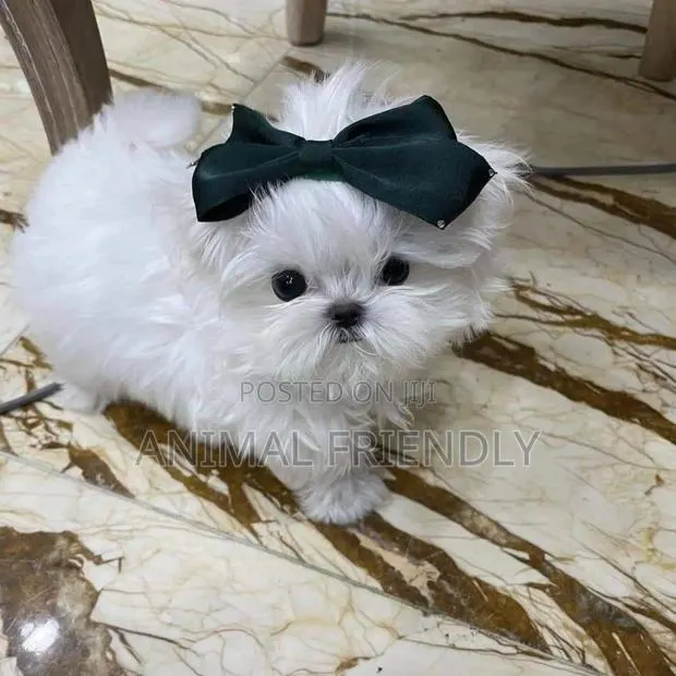 1-3 months Male Purebred Poodle · Photo 1
