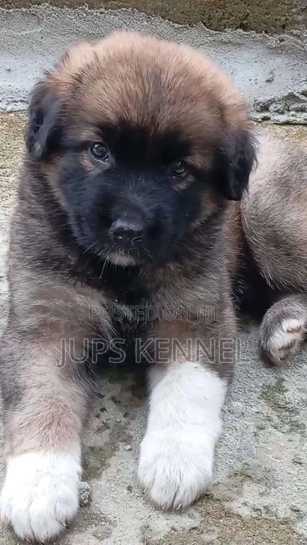 1-3 months Female Purebred Caucasian Shepherd · Photo 1
