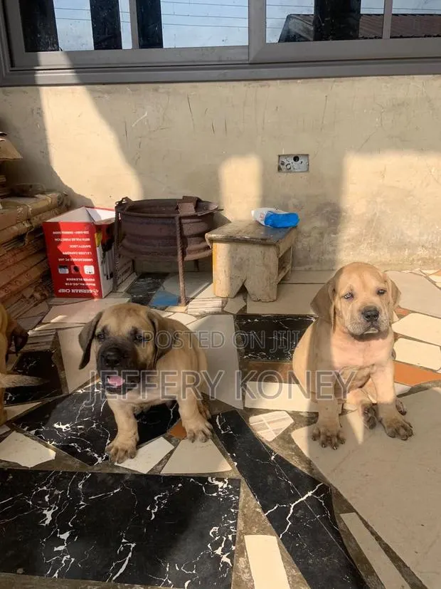 1-3 months Male Purebred Boerboel · Photo 1