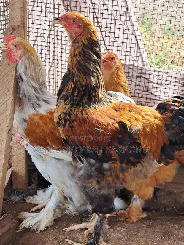 Brahma Chickens for Sale in Accra, Dansoman