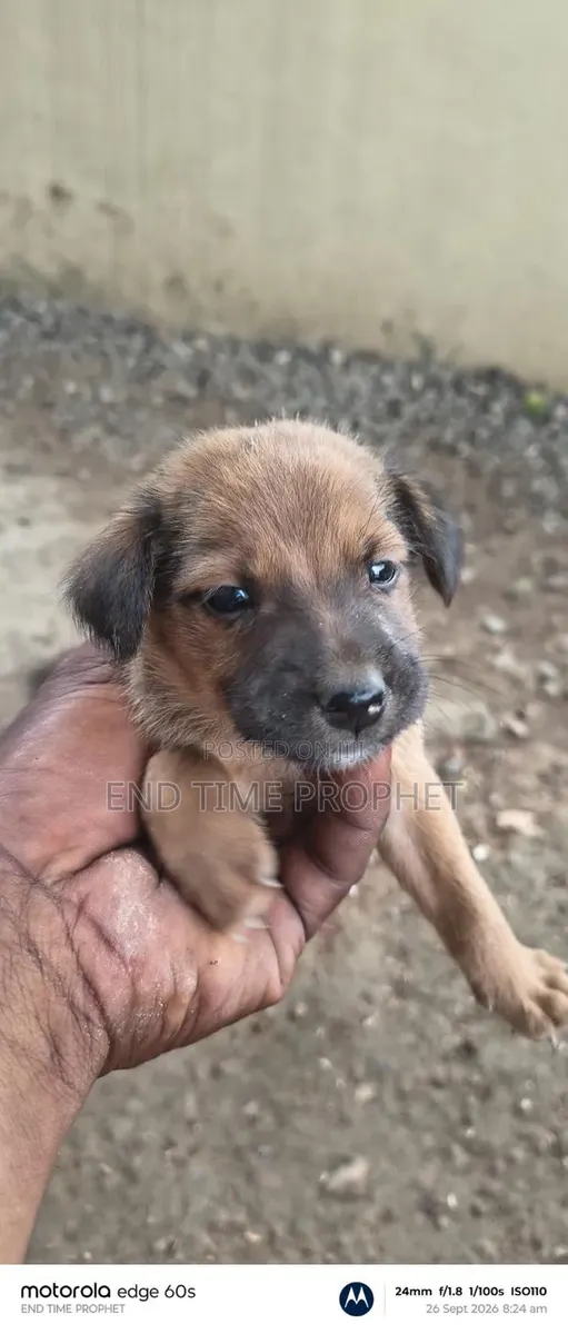 1-3 months Male Mixed Breed Dog · Photo 2