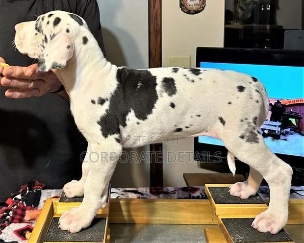1-3 months Male Purebred Great Dane · Photo 1