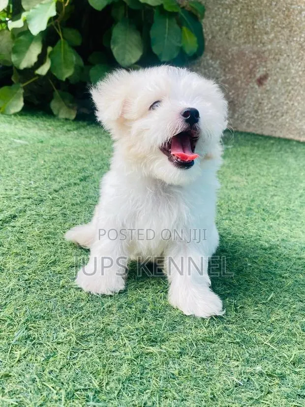 1-3 months Female Purebred Poodle · Photo 1