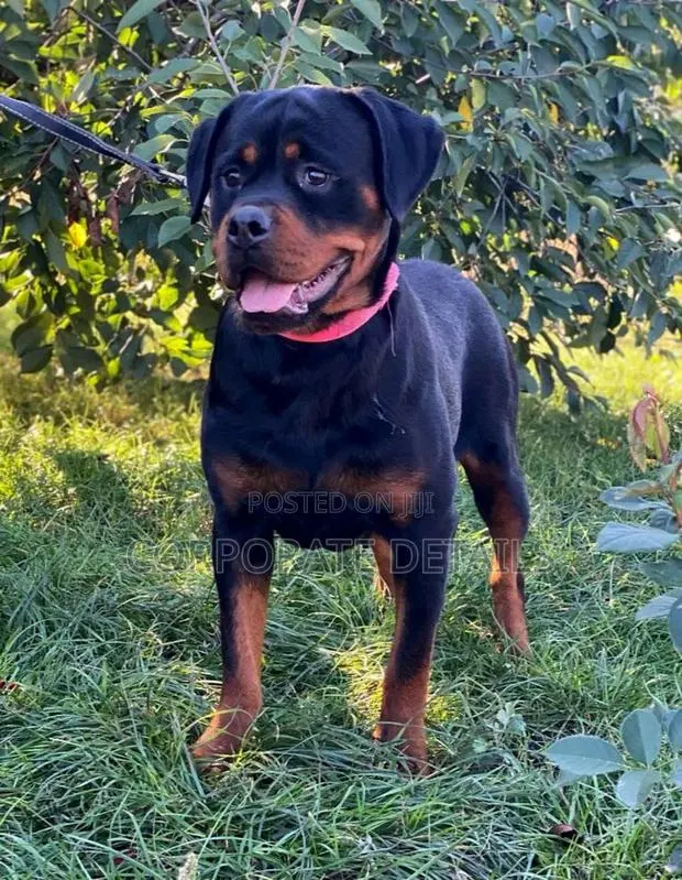 6-12 months Male Purebred Rottweiler · Photo 1