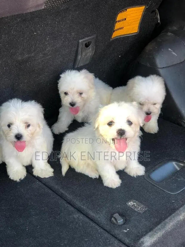 1-3 months Female Purebred Maltese · Photo 1
