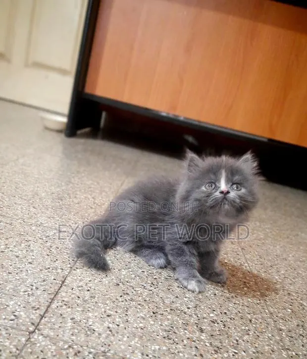 1-3 months Male Purebred Persian · Photo 1