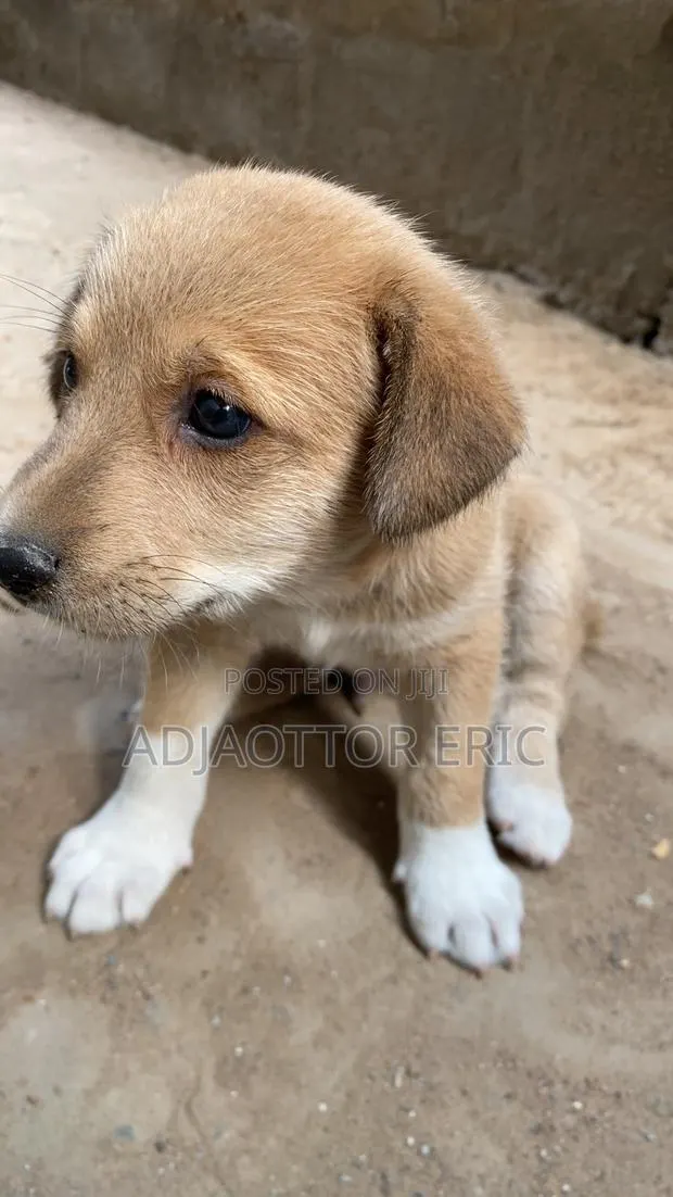 0-1 month Male Mixed Breed Dog · Photo 2