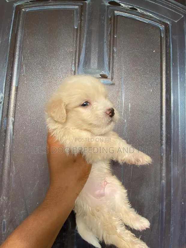 1-3 months Male Purebred Poodle · Photo 1