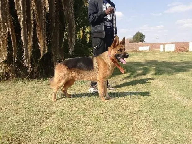 1+ year Male Purebred German Shepherd · Photo 1