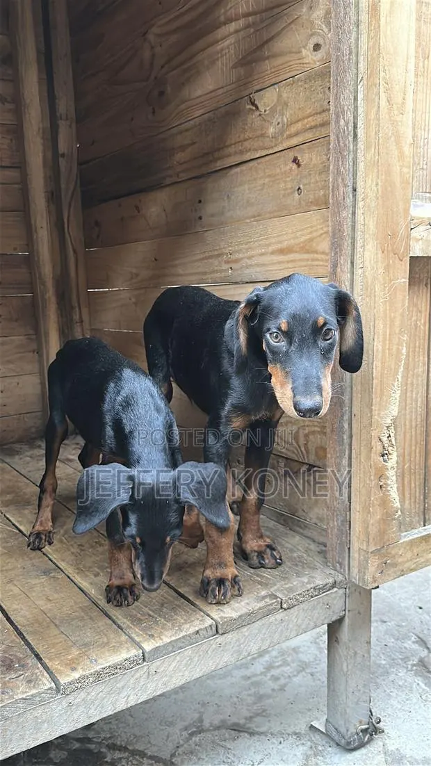 1-3 months Male Purebred Doberman Pinscher · Photo 1