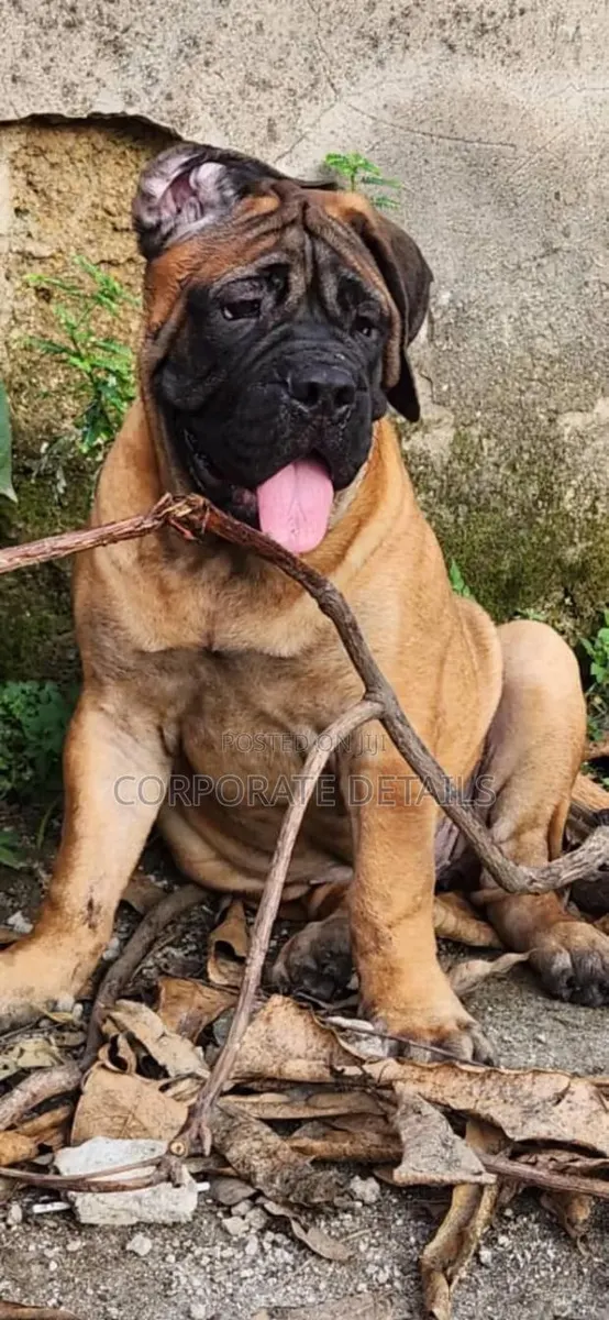 1-3 months Male Purebred Boerboel · Photo 1
