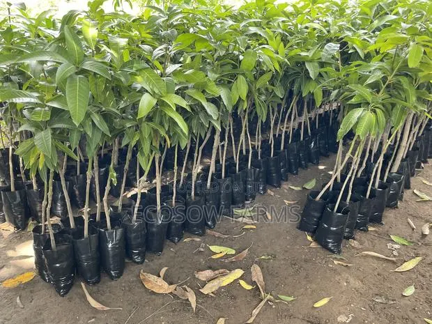 Grafted Mango Seedlings · Photo 1