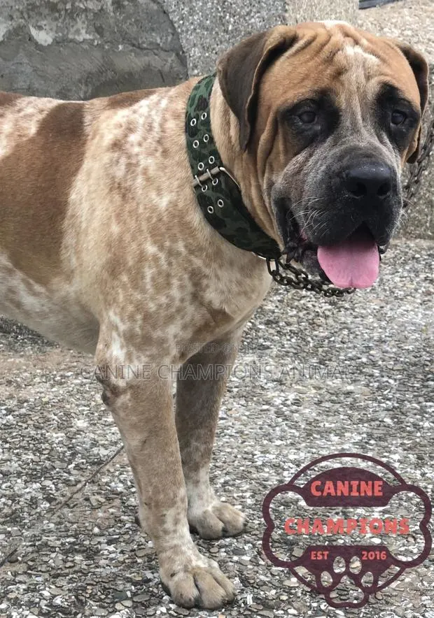 1+ year Male Purebred Boerboel · Photo 1