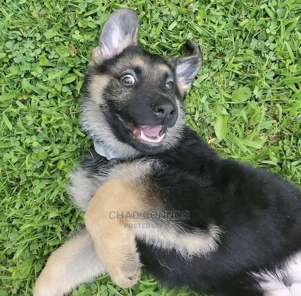 1-3 months Male Purebred German Shepherd · Photo 1