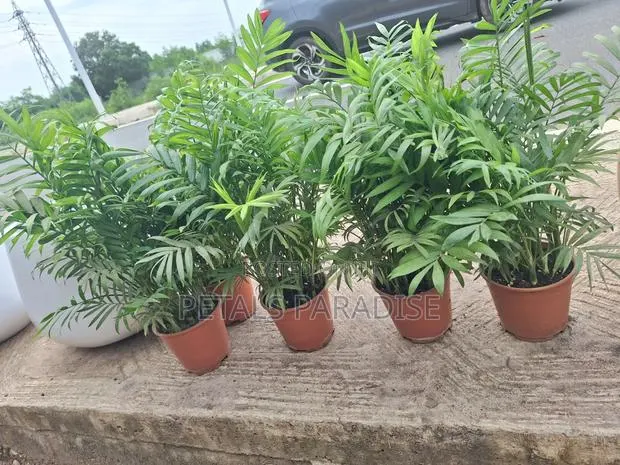 Parlour Palm for Sale