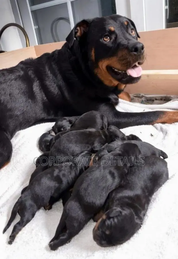 1-3 months Male Purebred Rottweiler · Photo 1