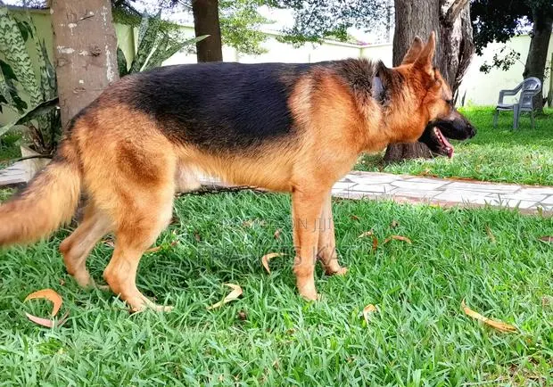1+ year Male Purebred German Shepherd · Photo 1