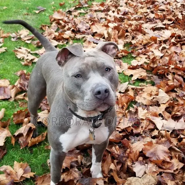 6-12 months Male Purebred American Pit Bull Terrier · Photo 1