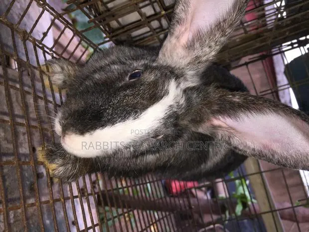 Healthy/Neat Bunnies for Pets. · Photo 1