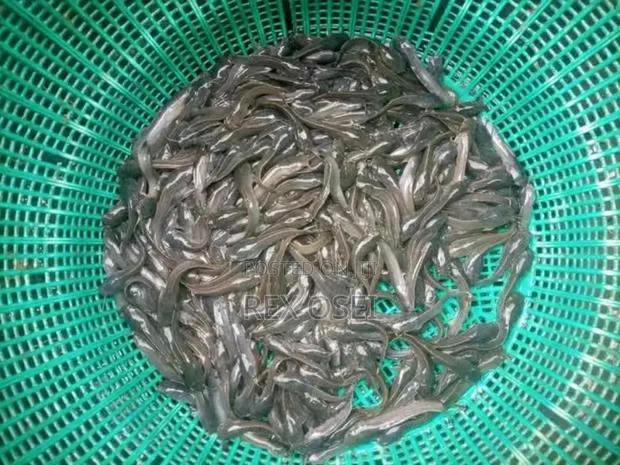 Catfish Fingerlings And Juveniles · Photo 1