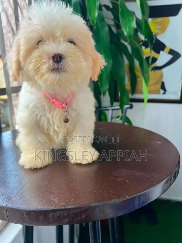1-3 months Female Purebred Poodle · Photo 1